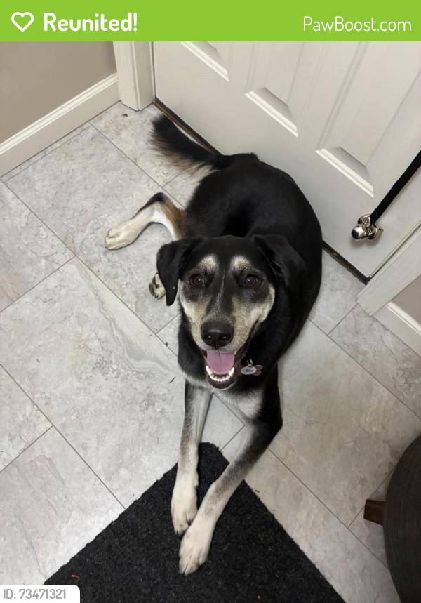 Reunited Female Dog last seen Hanford Rd and Canton Center Rd, Canton Township, MI 48187