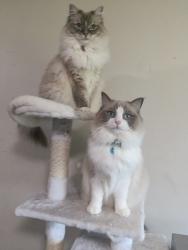 Lost Female Cat last seen Esplanade brighton beach hotel, Fawkner, VIC 3060