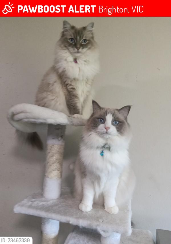 Lost Female Cat last seen Esplanade brighton beach hotel, Fawkner, VIC 3060