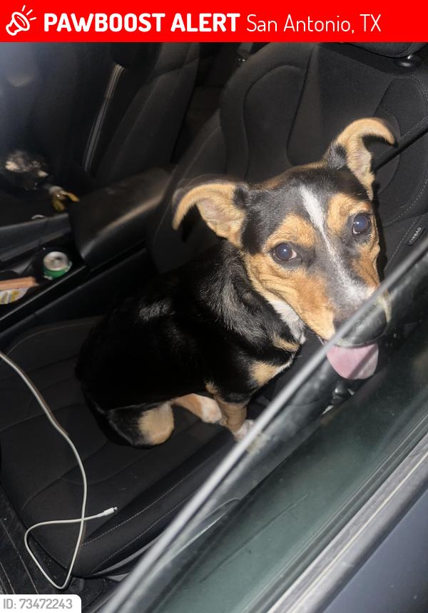 Lost Male Dog last seen Grosenbacher Rd and madrona st, San Antonio, TX 78245