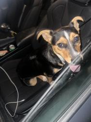 Lost Male Dog last seen Grosenbacher Rd and madrona st, San Antonio, TX 78245