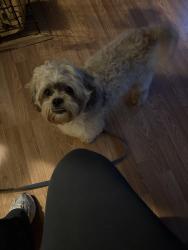 Reunited Male Dog last seen Swansboro Lane, Huntersville, Huntersville, NC 28078