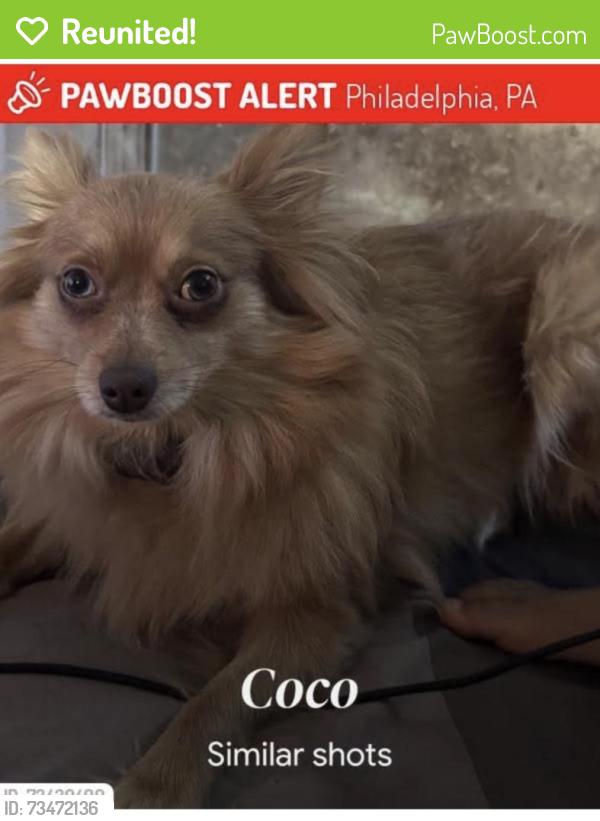 Reunited Female Dog last seen Near, Philadelphia, PA 19132