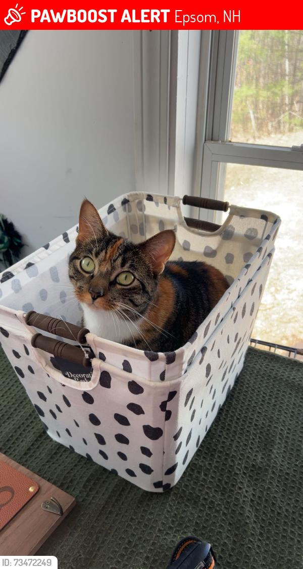 Lost Female Cat last seen mount delight epsom nh, Epsom, NH 03234