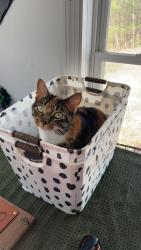 Lost Female Cat last seen mount delight epsom nh, Epsom, NH 03234