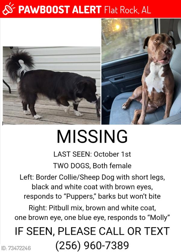 Lost Female Dog last seen Stevenson mnt/flt rock area., Flat Rock, AL 35966