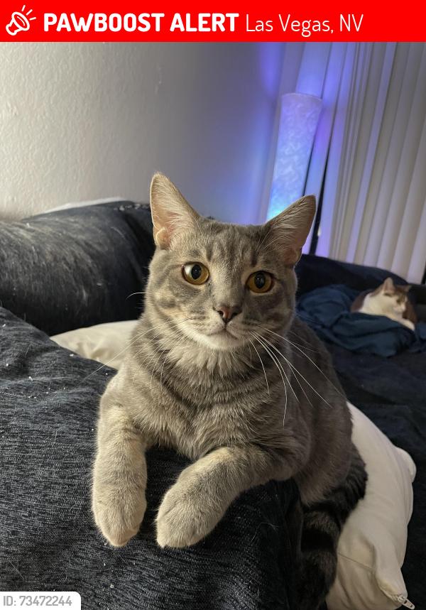 Lost Male Cat last seen Capri apmts, Las Vegas, NV 89120