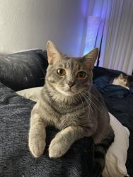 Lost Male Cat last seen Capri apmts, Las Vegas, NV 89120