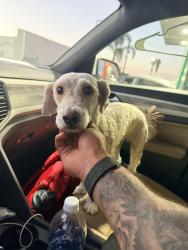 Found/Stray Male Dog last seen Fast Trip Gas Station, Bakersfield, CA 93306