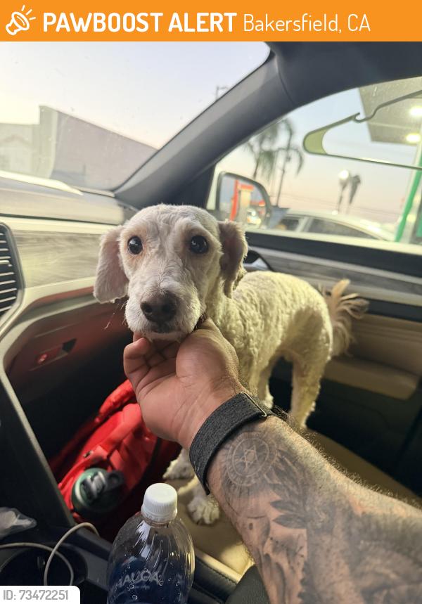 Found/Stray Male Dog last seen Fast Trip Gas Station, Bakersfield, CA 93306