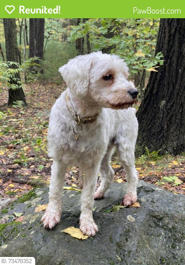 Reunited Female Dog last seen Mill street and Blake street, Newton, MA 02459