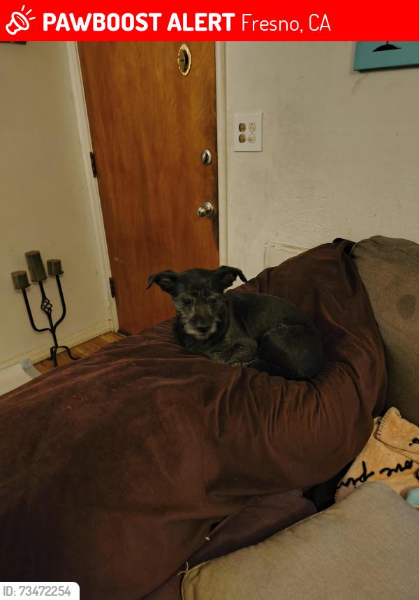 Lost Male Dog last seen Clinton and chestnut, Fresno, CA 93703