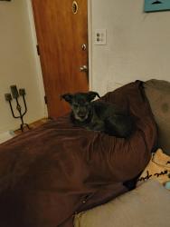 Lost Male Dog last seen Clinton and chestnut, Fresno, CA 93703
