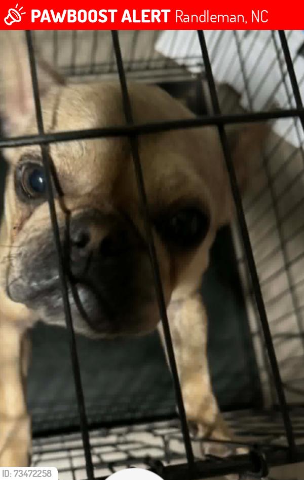 Lost Female Dog last seen st. peter’s church rd, Randleman, NC 27317