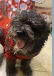 Reunited Male Dog last seen Western Center blvd, Fort Worth, TX 76131