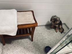 Found/Stray Male Dog last seen C Avenue and Greenbelt Drive, Maryville, TN 37804