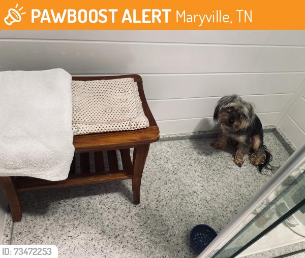 Found/Stray Male Dog last seen C Avenue and Greenbelt Drive, Maryville, TN 37804