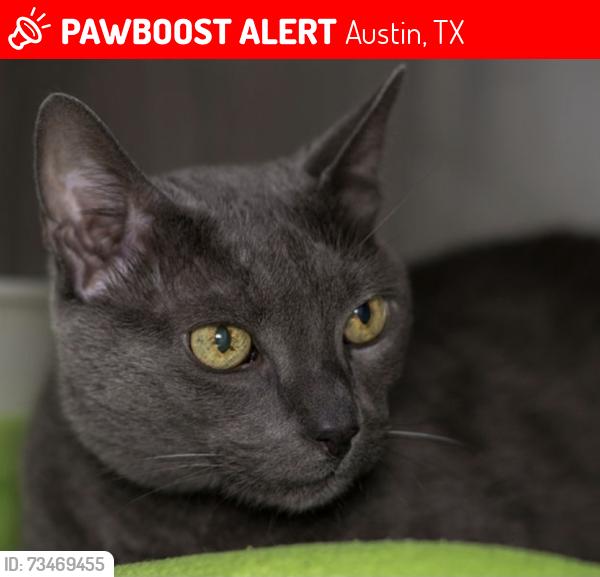 Lost Male Cat last seen Preserve Wells Branch, Austin, TX 78728