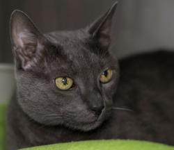 Lost Male Cat last seen Preserve Wells Branch, Austin, TX 78728