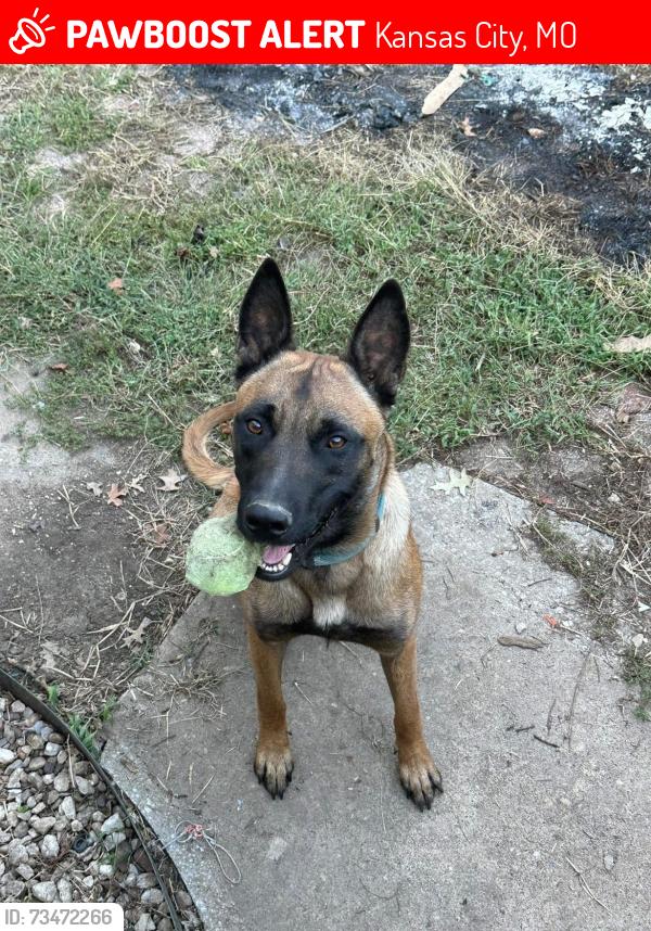 Lost Male Dog last seen Holmes and Gregory, Kansas City, MO 64131