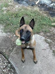 Lost Male Dog last seen Holmes and Gregory, Kansas City, MO 64131