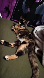 Reunited Female Cat last seen 32nd and Longfellow, Wichita, KS 67226