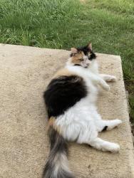 Lost Female Cat last seen The nearest cross streets for Jebson Pass are Aaron Jordan Drive, Luckey Ranch Road, and Lazy Canyon, San Antonio, TX 78252