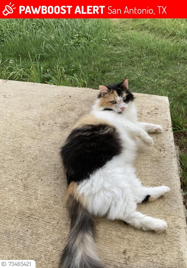 Lost Female Cat last seen The nearest cross streets for Jebson Pass are Aaron Jordan Drive, Luckey Ranch Road, and Lazy Canyon, San Antonio, TX 78252