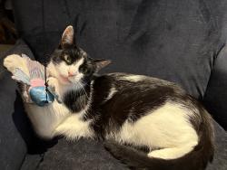 Lost Male Cat last seen Yearling delawmo, Lakewood, CA 90712