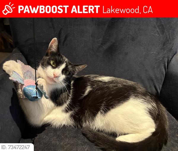 Lost Male Cat last seen Yearling delawmo, Lakewood, CA 90712