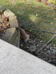 Found/Stray Male Cat last seen Hanging around my hse, Saint-Lazare, QC J7T 3H6