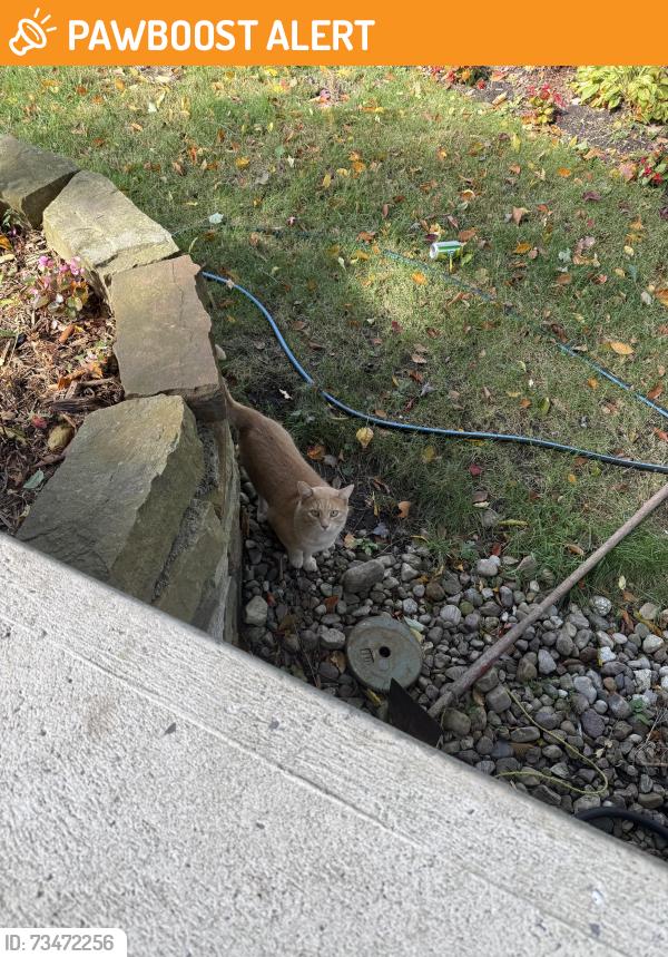 Found/Stray Male Cat last seen Hanging around my hse, Saint-Lazare, QC J7T 3H6