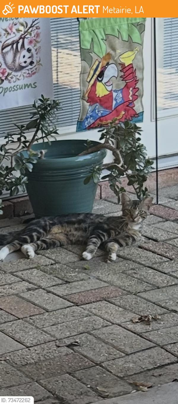 Found/Stray Male Cat last seen 39th & Power, Metairie, LA 70003