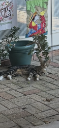 Found/Stray Male Cat last seen 39th & Power, Metairie, LA 70003
