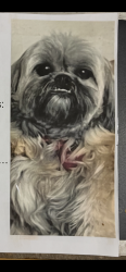 Lost Male Dog last seen Jenkins and Tedder Rd near Home Depot, Fort Pierce, FL 34947