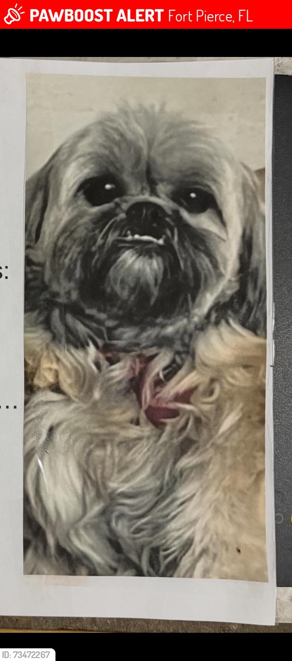 Lost Male Dog last seen Jenkins and Tedder Rd near Home Depot, Fort Pierce, FL 34947