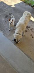 Reunited Male Dog last seen WBerry and College Ave, Fort Worth, TX 76110