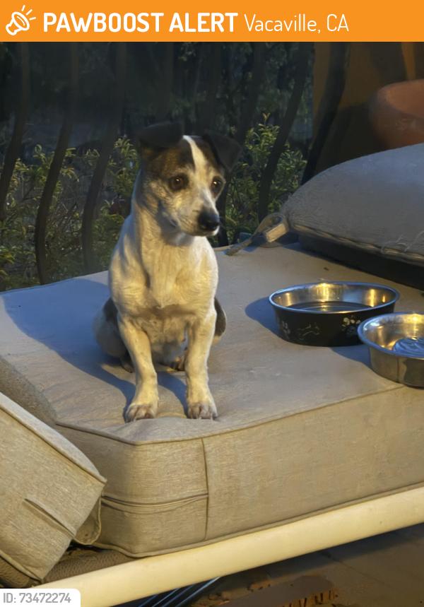 Found/Stray Female Dog last seen Gibson Canyon road, Vacaville, CA 95688