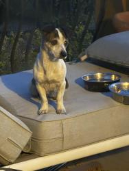 Found/Stray Female Dog last seen Gibson Canyon road, Vacaville, CA 95688