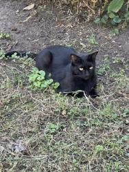 Lost Male Cat last seen Pineview Street, Oberlin Road, Raleigh, NC 27608