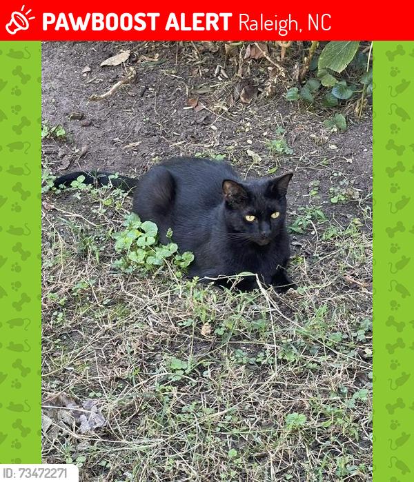 Lost Male Cat last seen Pineview Street, Oberlin Road, Raleigh, NC 27608