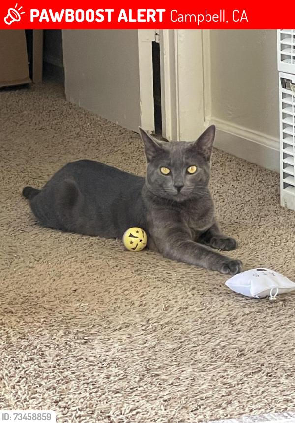 Lost Male Cat last seen W Hacienda Ave, Campbell, CA 95008