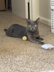 Lost Male Cat last seen W Hacienda Ave, Campbell, CA 95008