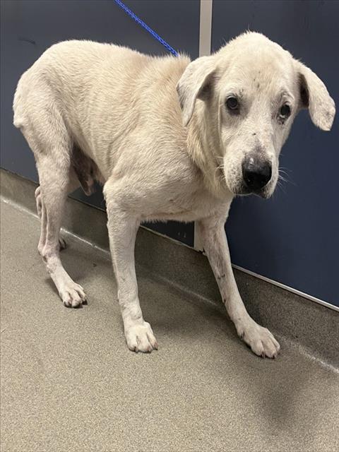 Shelter Stray Male Dog last seen Near BLOCK NW 6 CT, 3599 NW 79th Ave, Doral, FL 33122, USA
