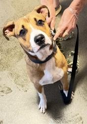 Shelter Stray Female Dog last seen WOODLAND DR, 2020 Forest St, Jacksonville, FL 32204, USA