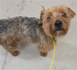 Shelter Stray Male Dog last seen Near BLOCK RIDGEWOOD AVE, SANFORD FL 32773, 232 Eslinger Way, Sanford, FL 32773, USA