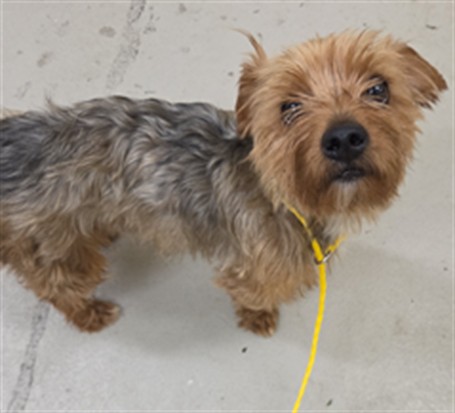 Shelter Stray Male Dog last seen Near BLOCK RIDGEWOOD AVE, SANFORD FL 32773, 232 Eslinger Way, Sanford, FL 32773, USA