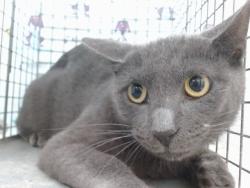 Shelter Stray Male Cat last seen , 2769 Conroy Rd, Orlando, FL 32839, USA