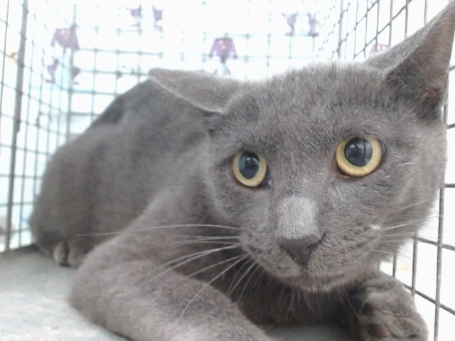 Shelter Stray Male Cat last seen , 2769 Conroy Rd, Orlando, FL 32839, USA
