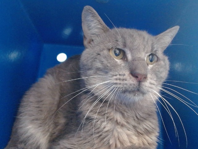 Shelter Stray Male Cat last seen , 2769 Conroy Rd, Orlando, FL 32839, USA